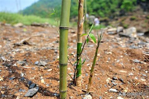 竹子種植|竹子种植技巧——简单易学的移竹种植方法